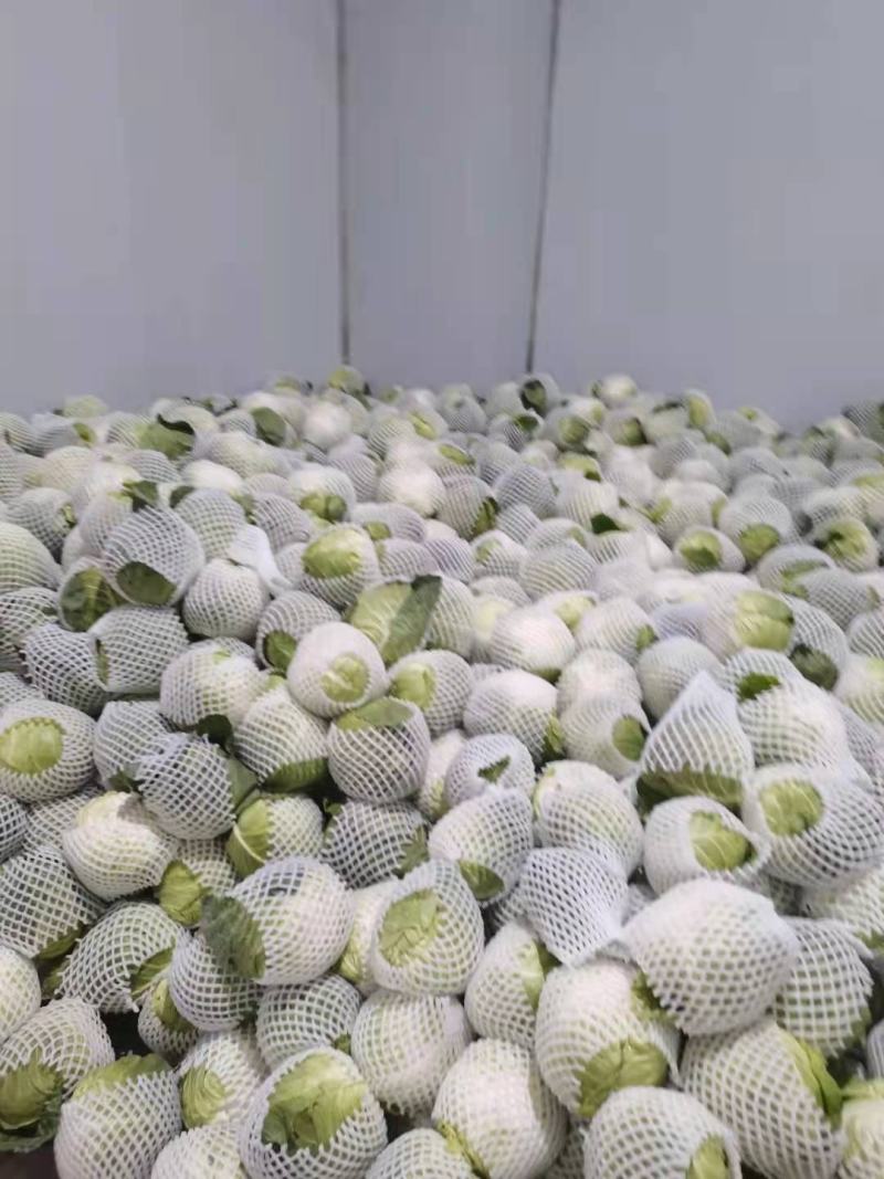 贵州铁头，莲花白，持久供应