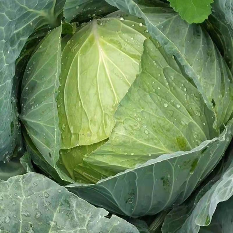 贵州铁头，莲花白，持久供应