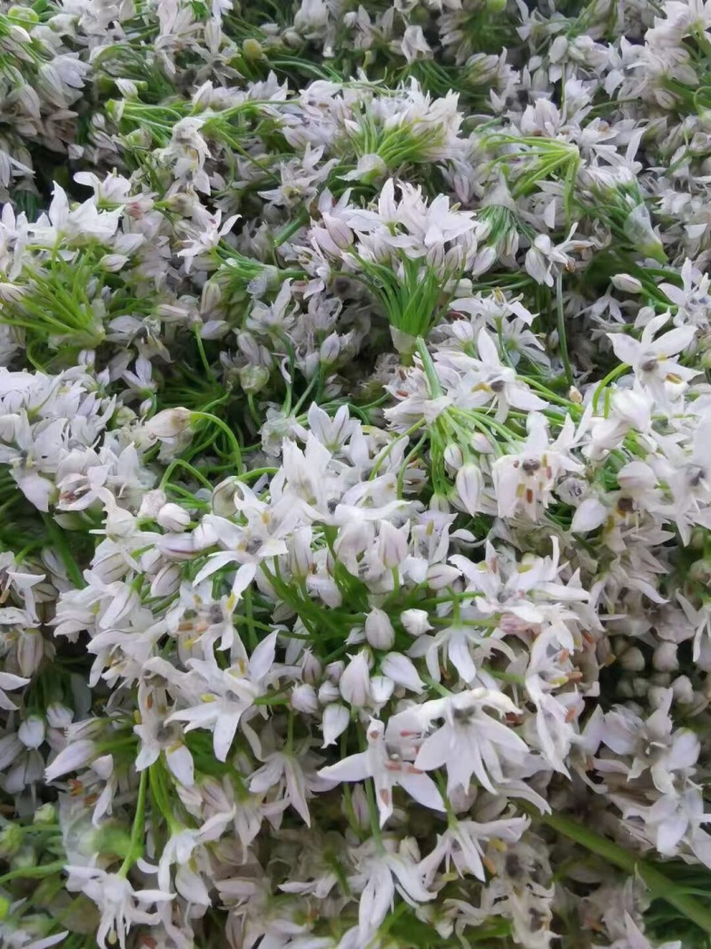【韭菜花酱】内蒙古锡林浩特市韭菜花酱，保证质量！
