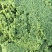 【韭菜花酱】内蒙古锡林浩特市韭菜花酱，保证质量！