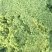 【韭菜花酱】内蒙古锡林浩特市韭菜花酱，保证质量！