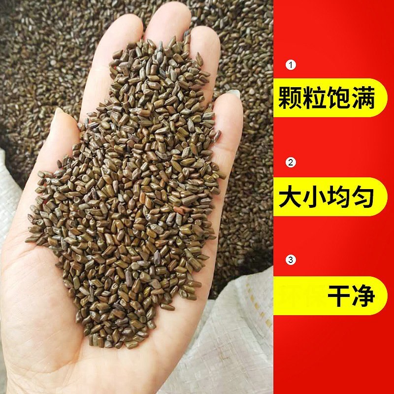 大颗粒决明子，