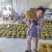 2021现摘现发新鲜葵花盘