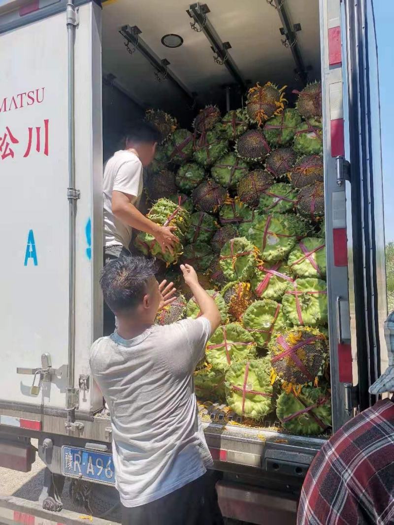 2021现摘现发新鲜葵花盘