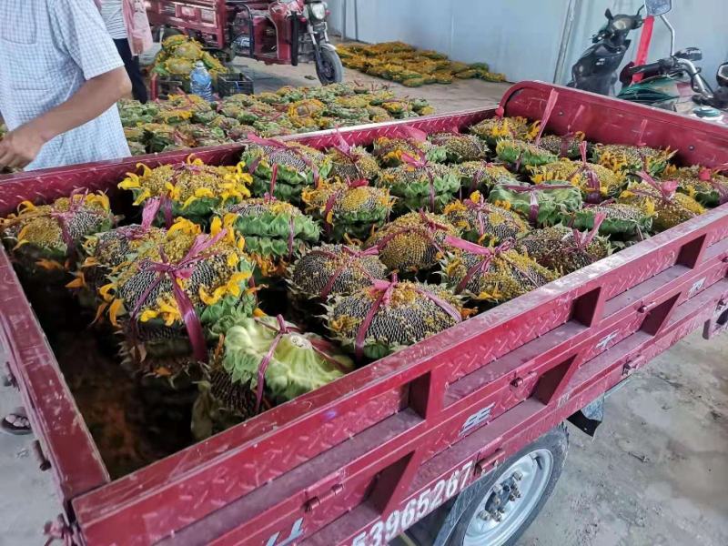 2021现摘现发新鲜葵花盘