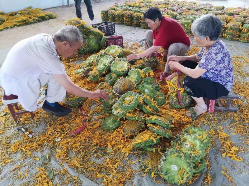 2021现摘现发新鲜葵花盘