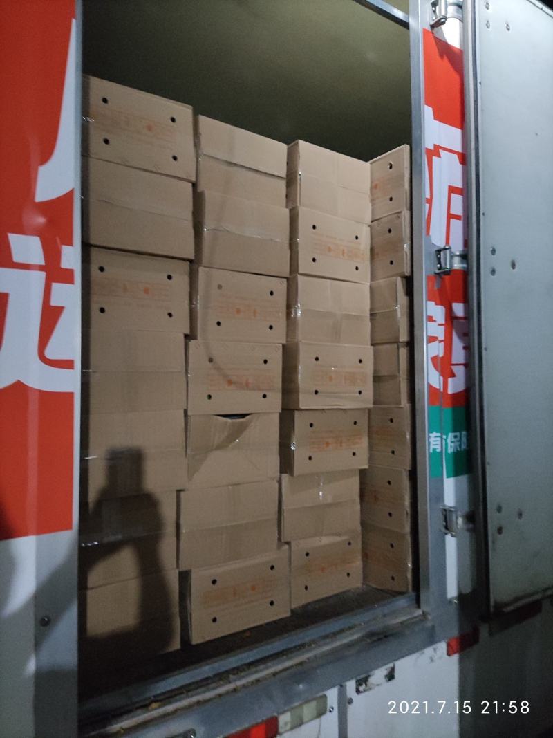 2021现摘现发新鲜葵花盘
