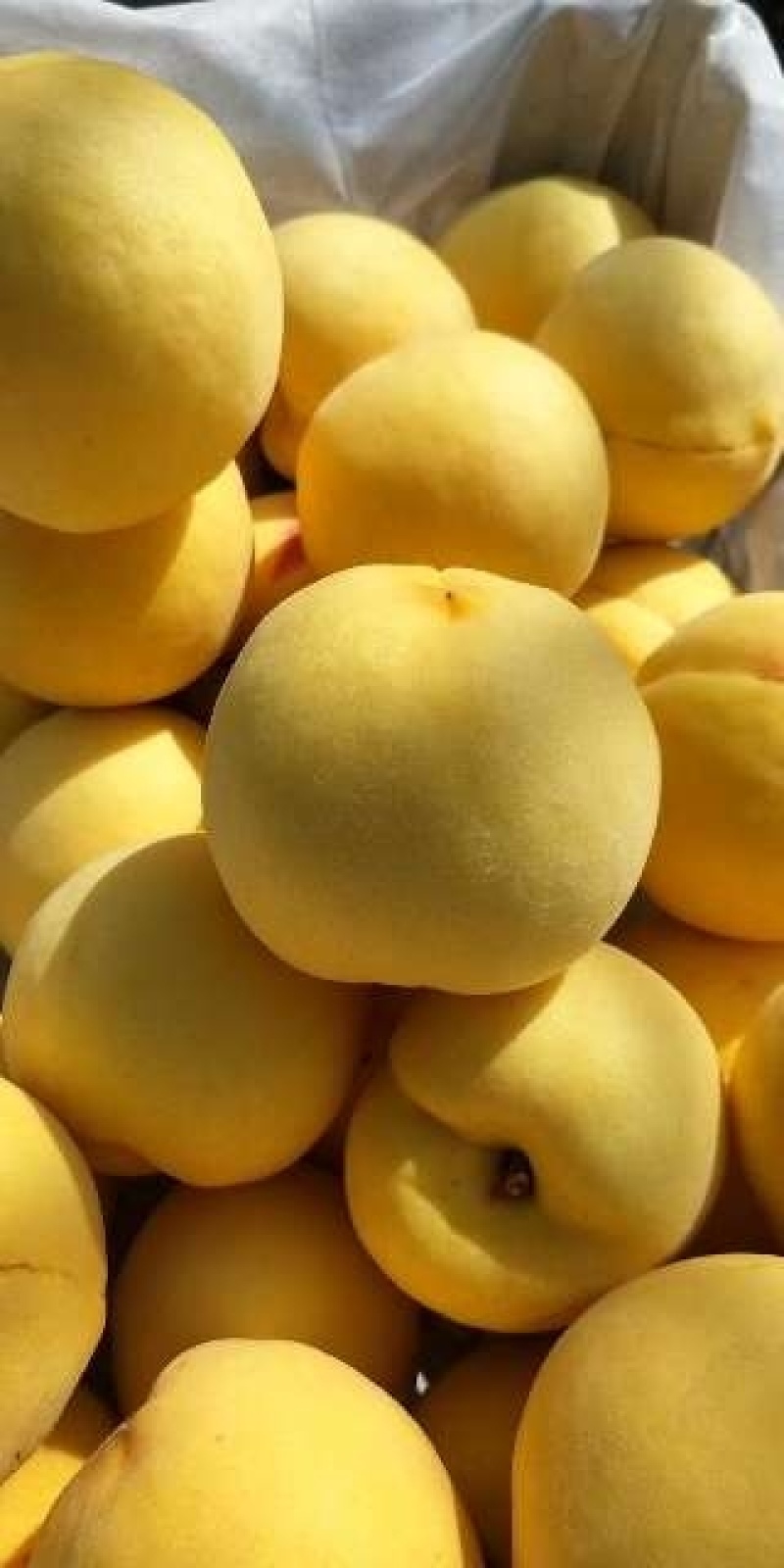 金黄金桃黄金密桃，6-10月份桃。离核黄桃罐头桃新世纪黄