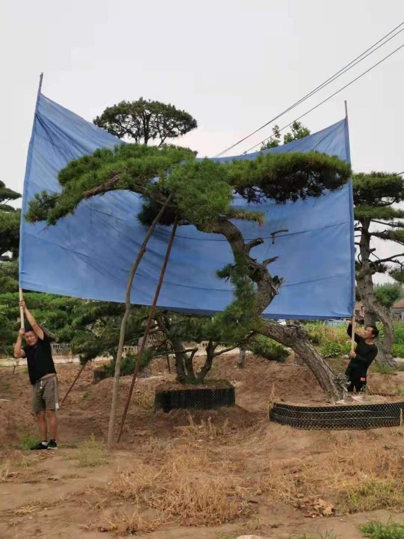 造型松树造型黑松造型油松.平顶松迎客松基地直发