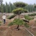 造型松树造型黑松造型油松.平顶松迎客松基地直发
