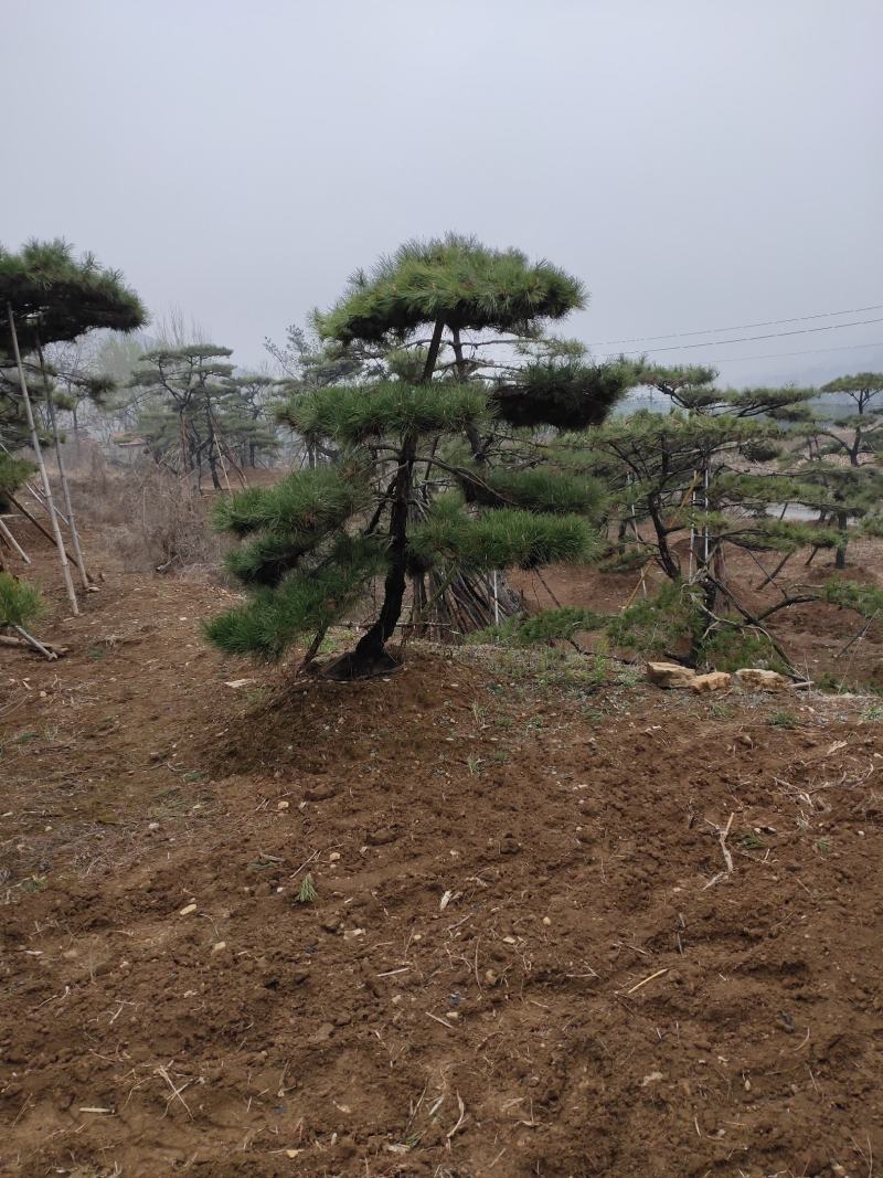造型松树造型黑松造型油松.平顶松迎客松基地直发