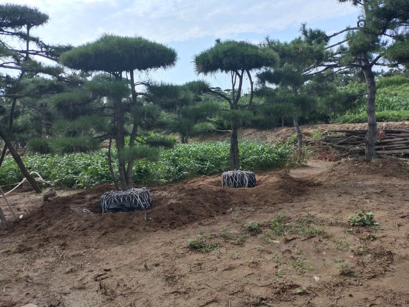 造型松树造型黑松造型油松.平顶松迎客松基地直发