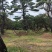 造型松树造型黑松造型油松.平顶松迎客松基地直发