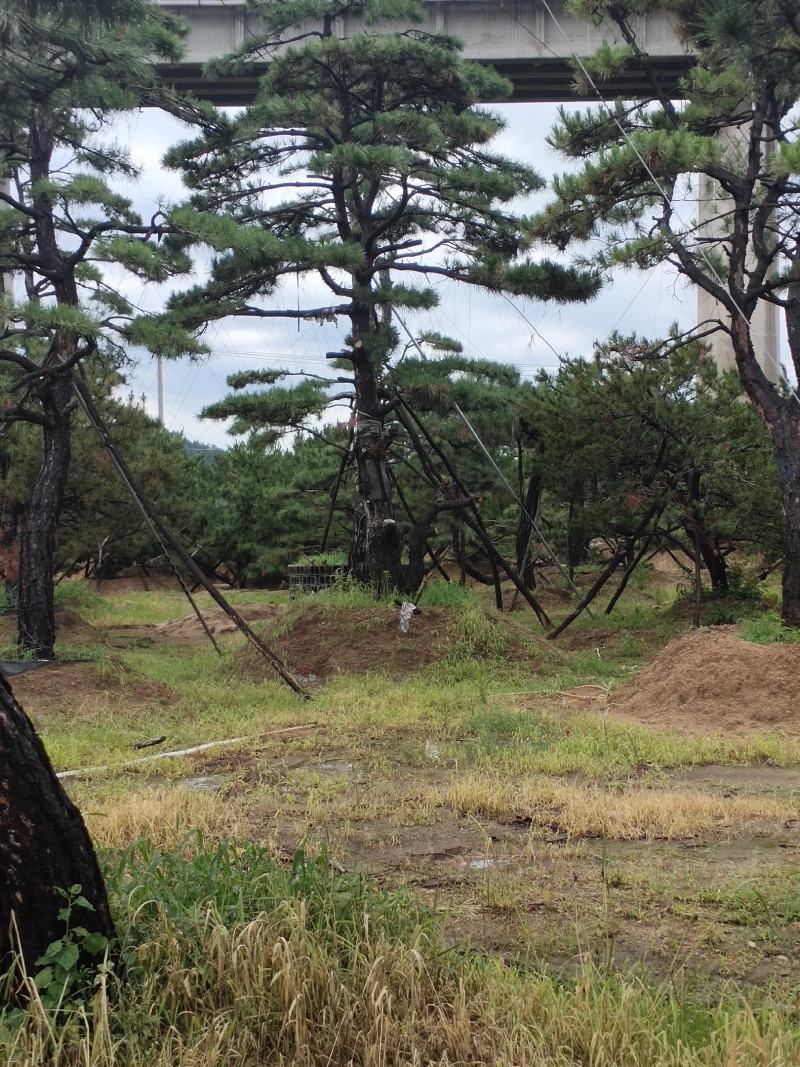造型松树造型黑松造型油松.平顶松迎客松基地直发