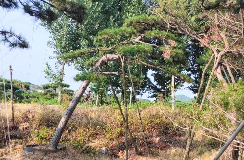 造型松树造型黑松造型油松.平顶松迎客松基地直发