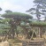 造型松树造型黑松造型油松.平顶松迎客松基地直发