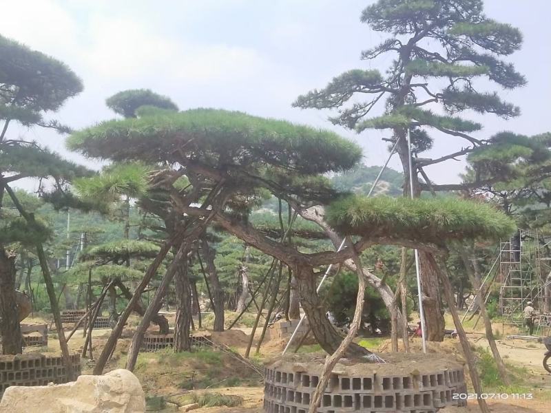 造型松树造型黑松造型油松.平顶松迎客松基地直发