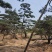 造型松树造型黑松造型油松.平顶松迎客松基地直发