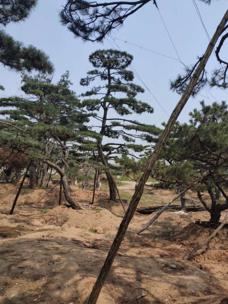 造型松树造型黑松造型油松.平顶松迎客松基地直发
