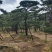 造型松树造型黑松造型油松.平顶松迎客松基地直发