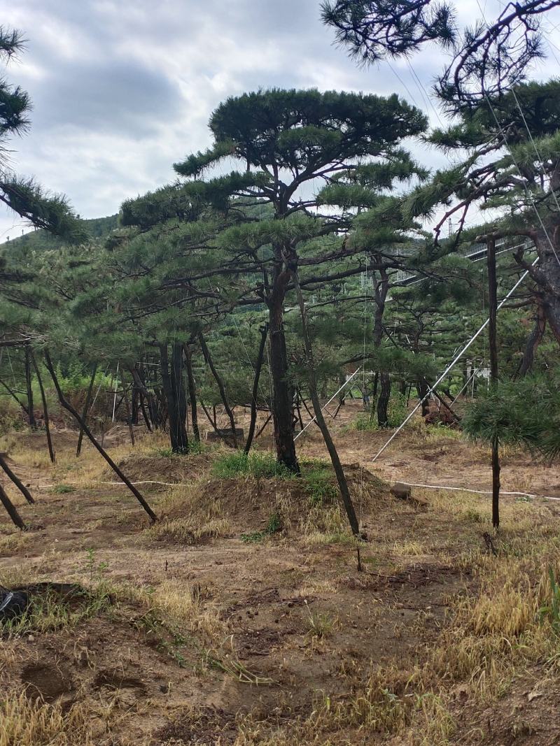 造型松树造型黑松造型油松.平顶松迎客松基地直发