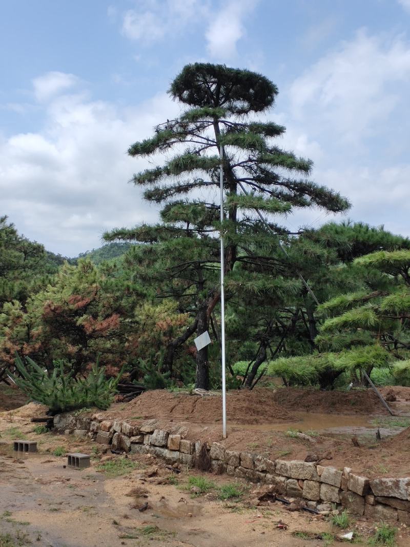 造型松树造型黑松造型油松.平顶松迎客松基地直发