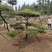 造型松树造型黑松造型油松.平顶松迎客松基地直发