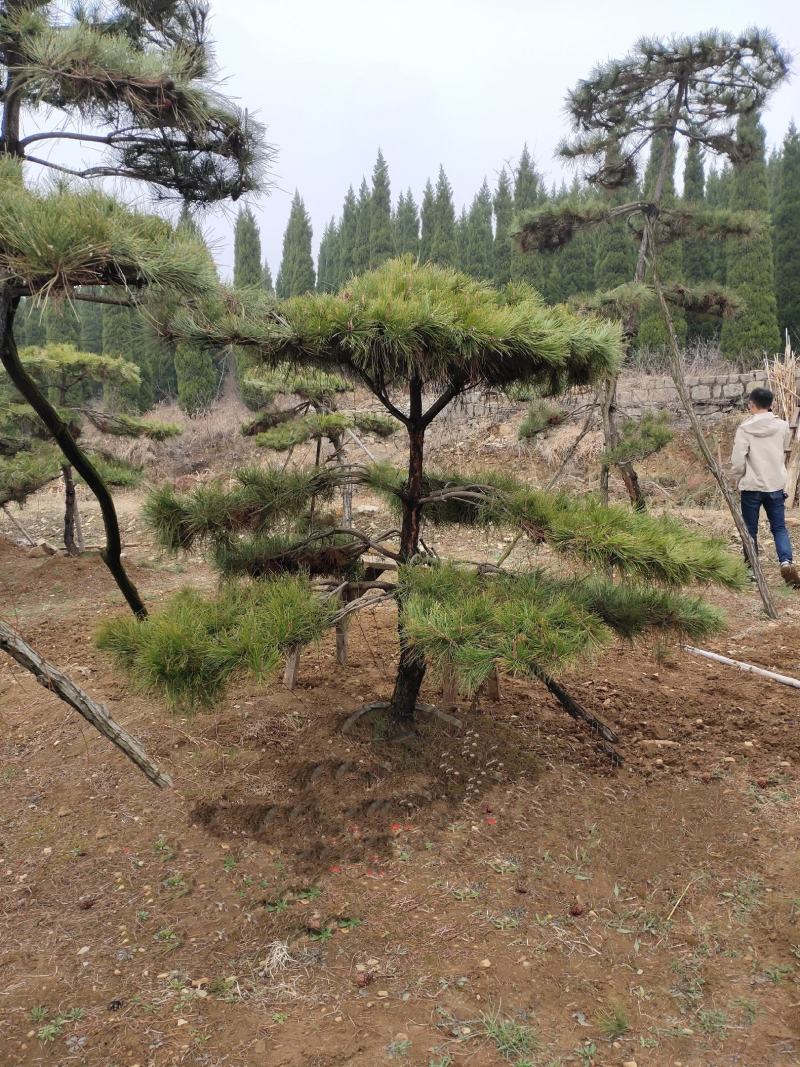 造型松树造型黑松造型油松.平顶松迎客松基地直发