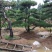 造型松树造型黑松造型油松.平顶松迎客松基地直发