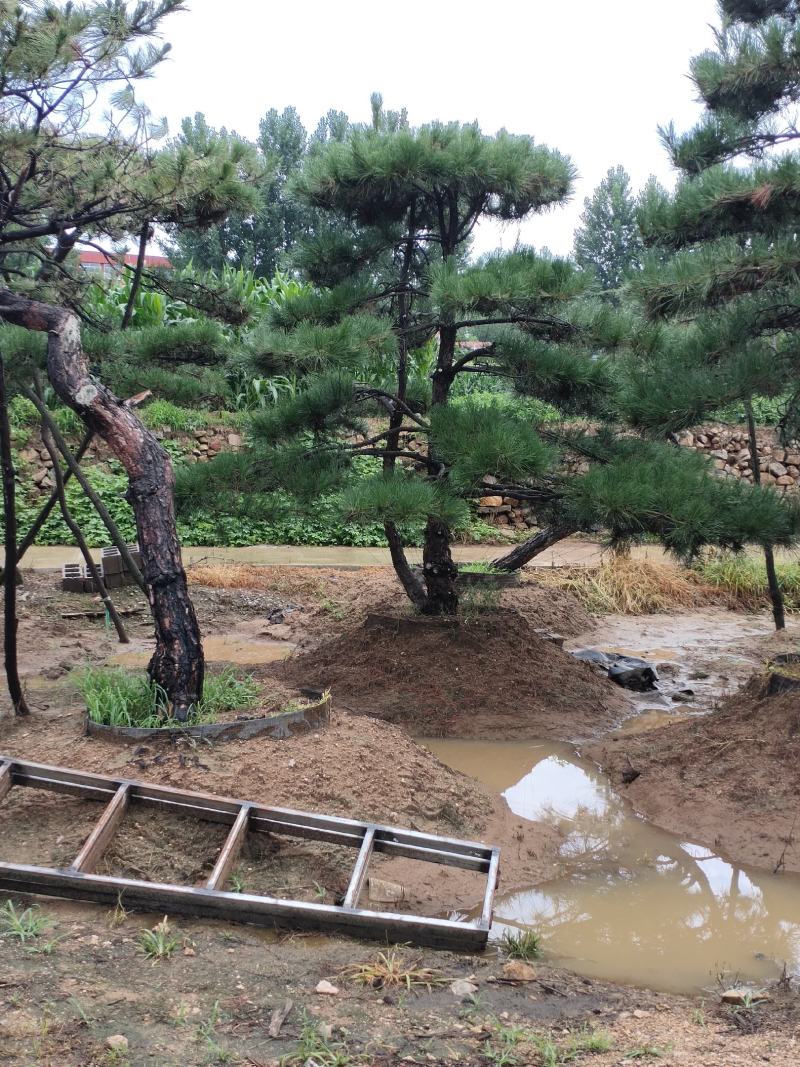 造型松树造型黑松造型油松.平顶松迎客松基地直发