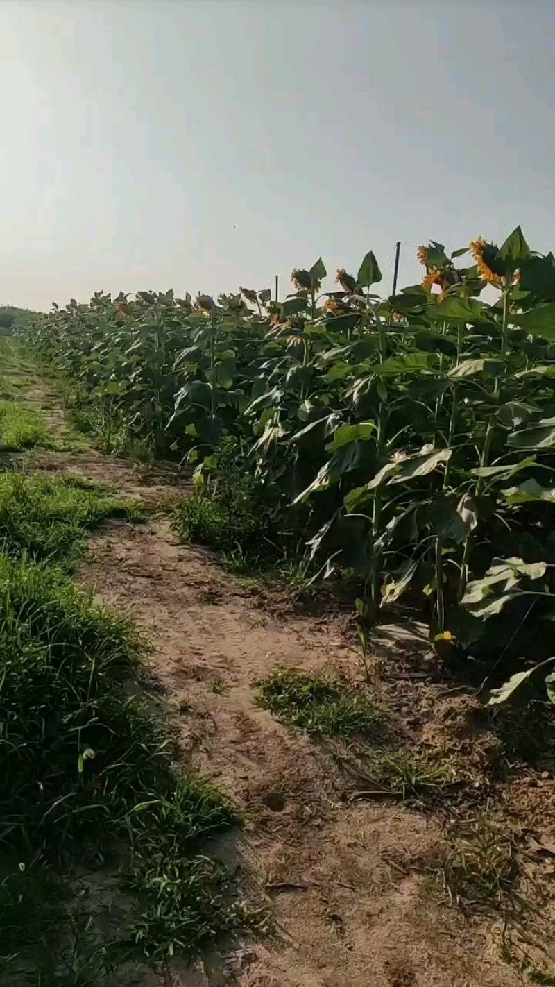 20121向日葵盘新鲜大盘现摘现发