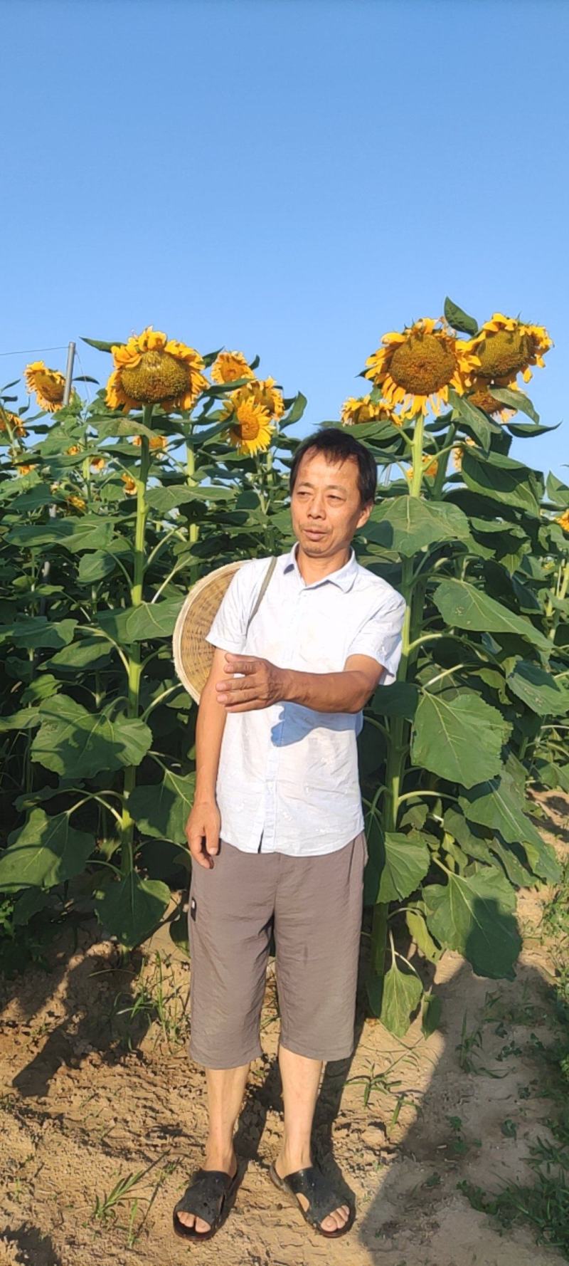 20121向日葵盘新鲜大盘现摘现发