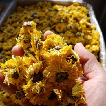 黄菊花统装500g产地安徽振兴药材购销站量大从优