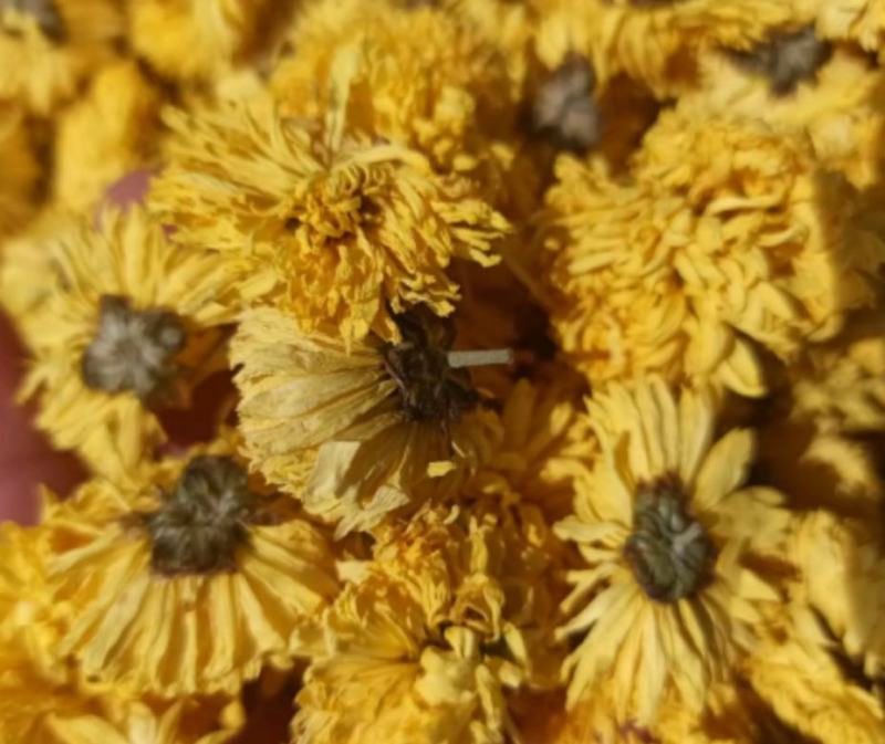黄菊花统装500g产地安徽振兴药材购销站量大从优