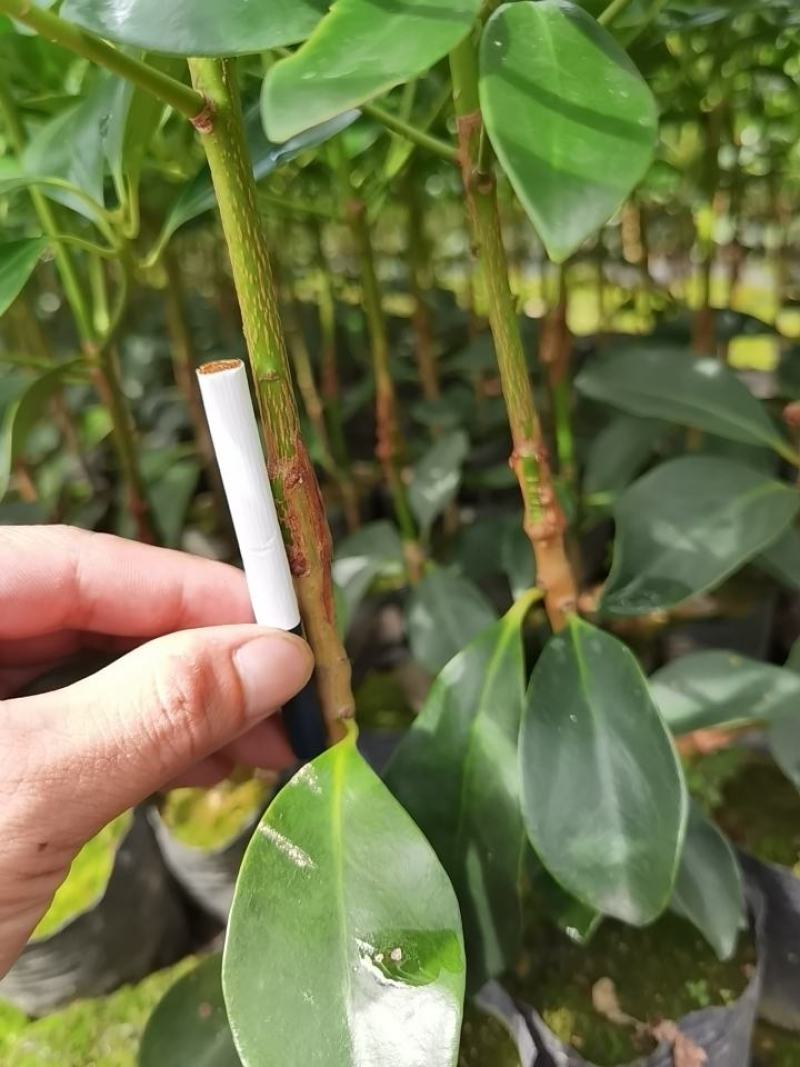 古龙优质矮化八角嫁接苗，地苗杯苗，直生苗