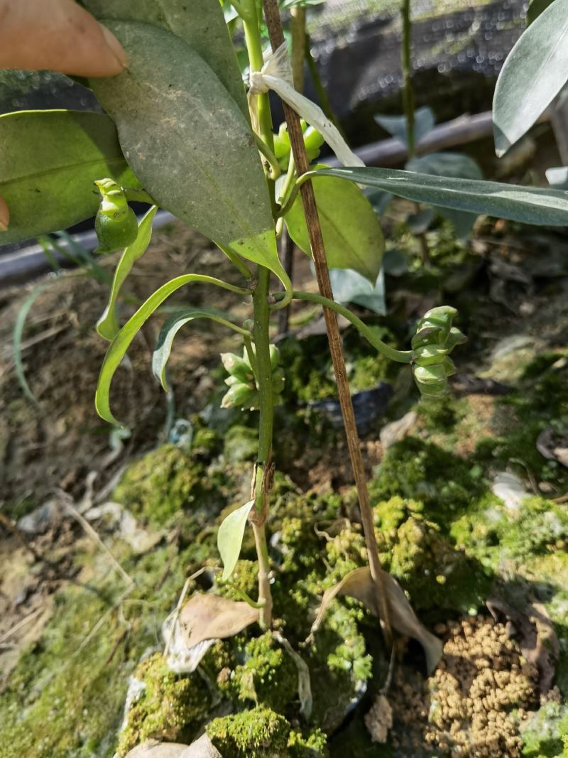 古龙优质矮化八角嫁接苗，地苗杯苗，直生苗