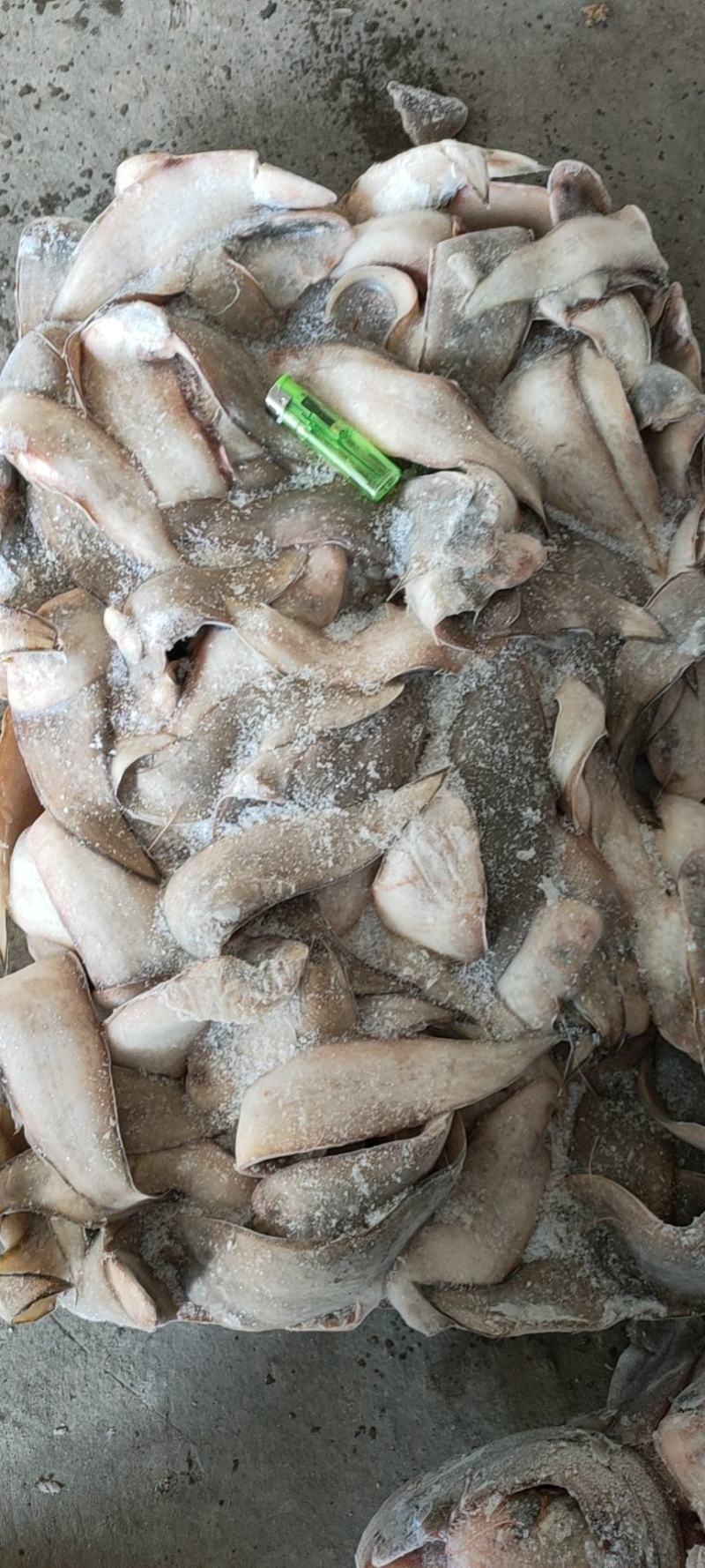 舌头鱼，踏板鱼，鞋垫子鱼，龙利鱼，玉兔鱼