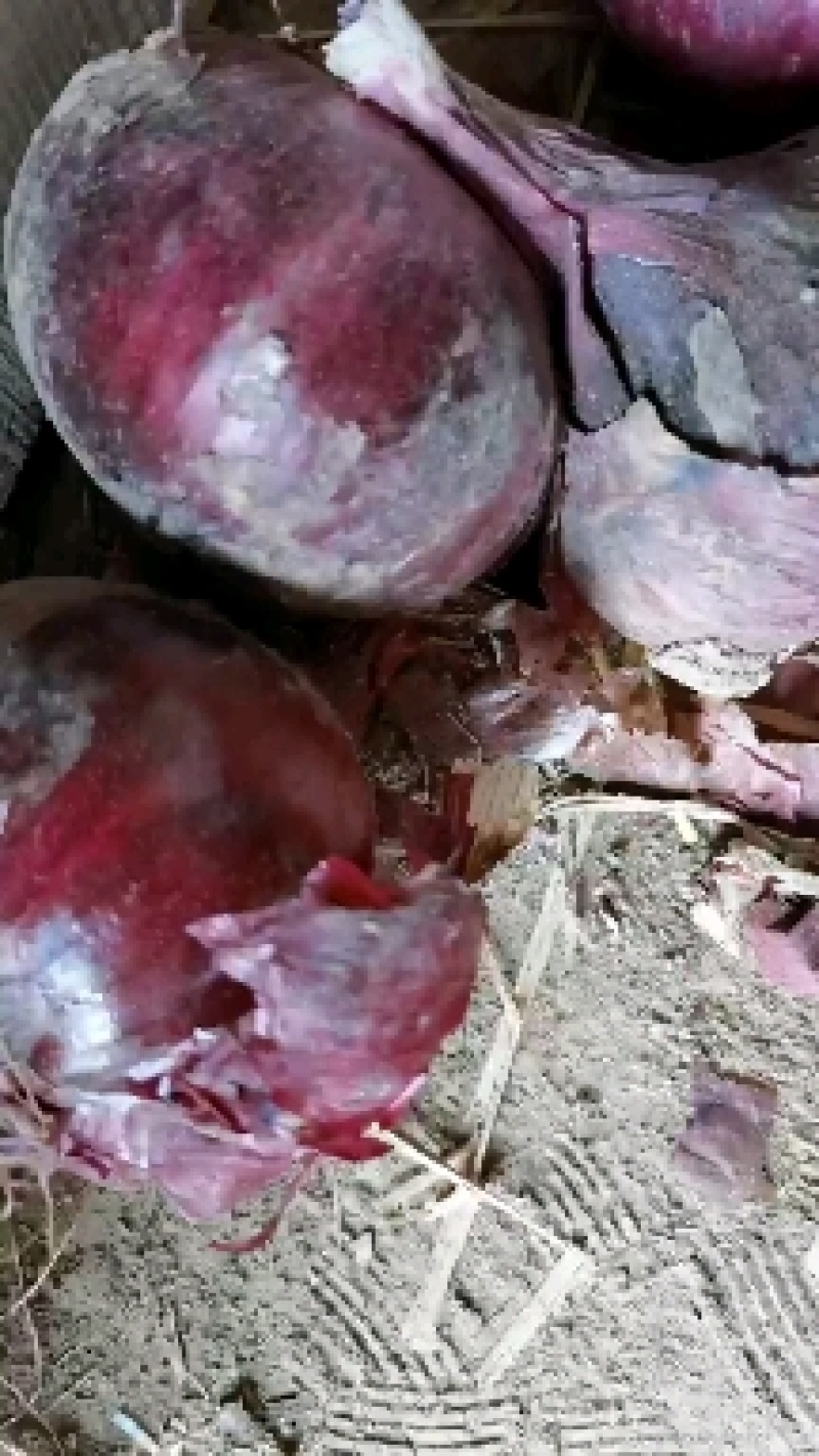 紫皮洋葱