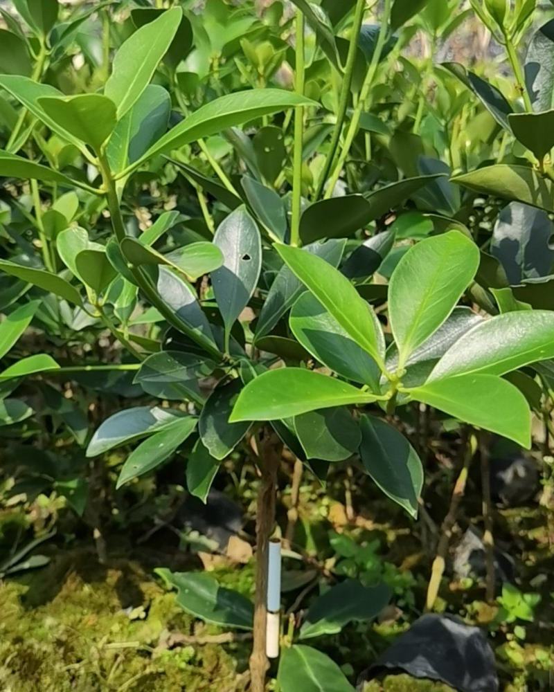 优良八角嫁接苗，地苗，杯苗