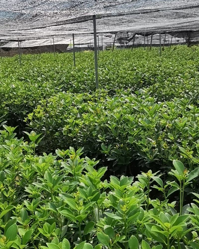 优良八角嫁接苗，地苗，杯苗