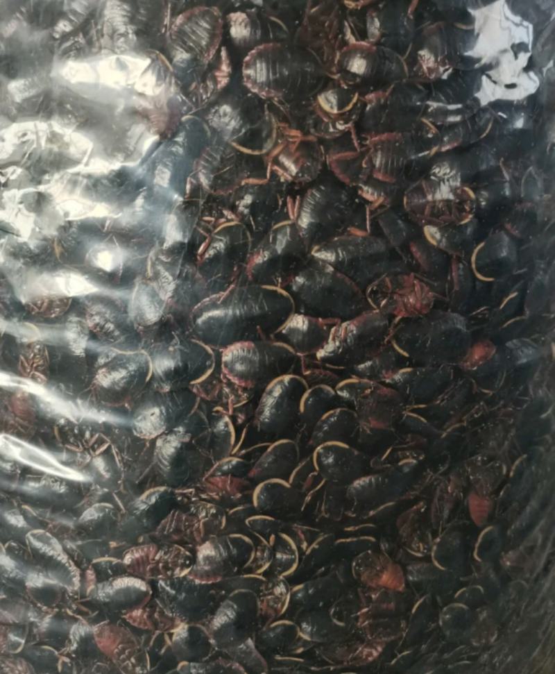金边土元产地广西振兴药材购销站量大从优