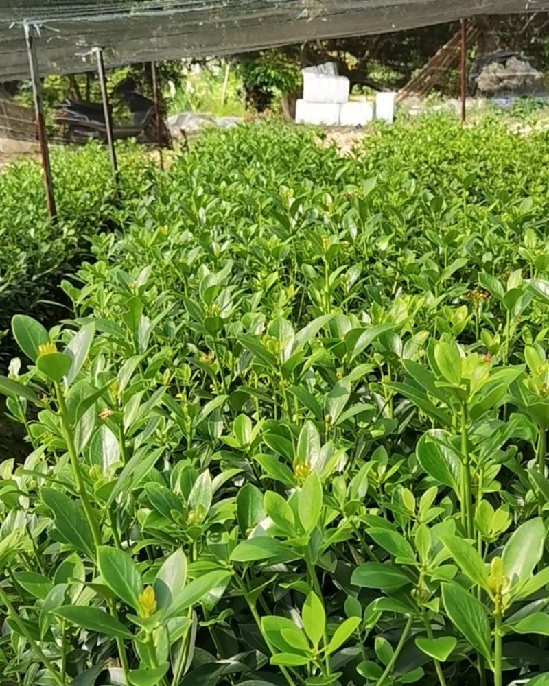 优良八角嫁接苗，地苗，杯苗