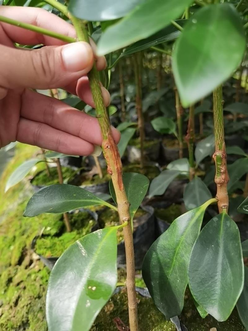 优质八角嫁接苗，杯苗，地苗，直生苗