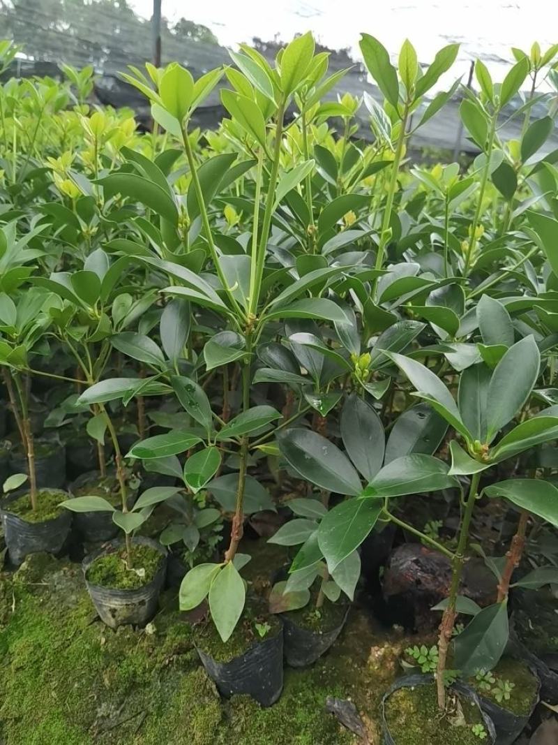 优质八角嫁接苗，杯苗，地苗，直生苗