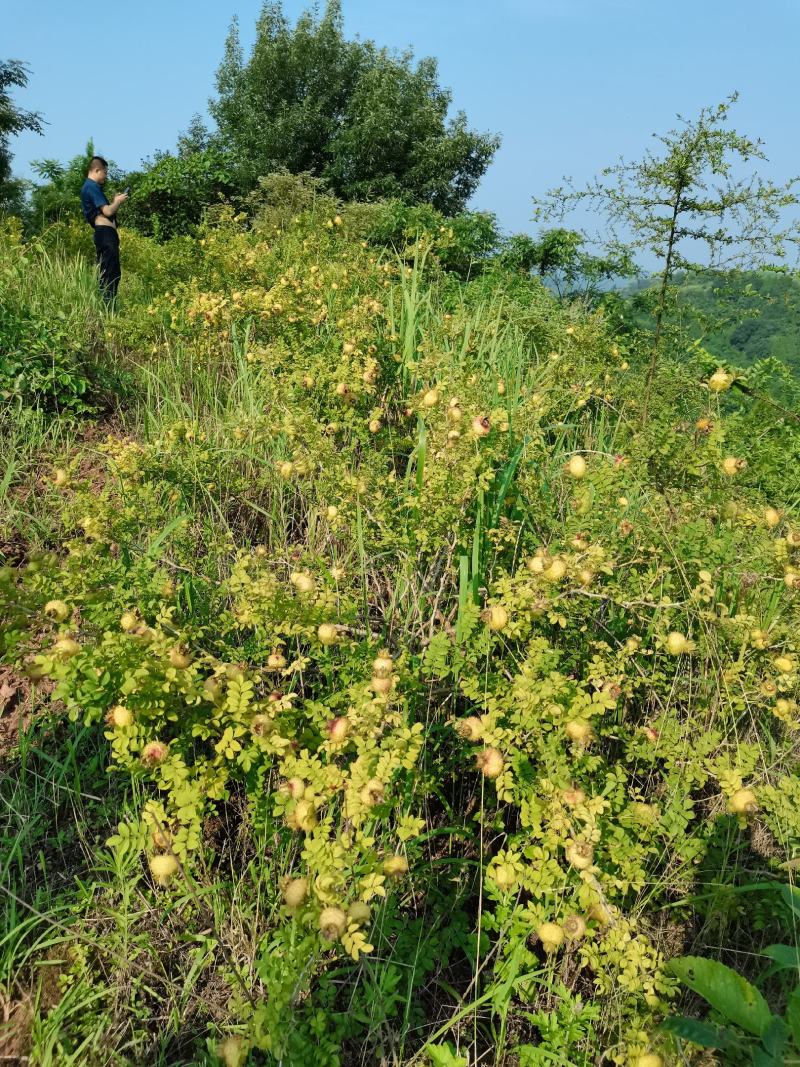 大量刺梨出售