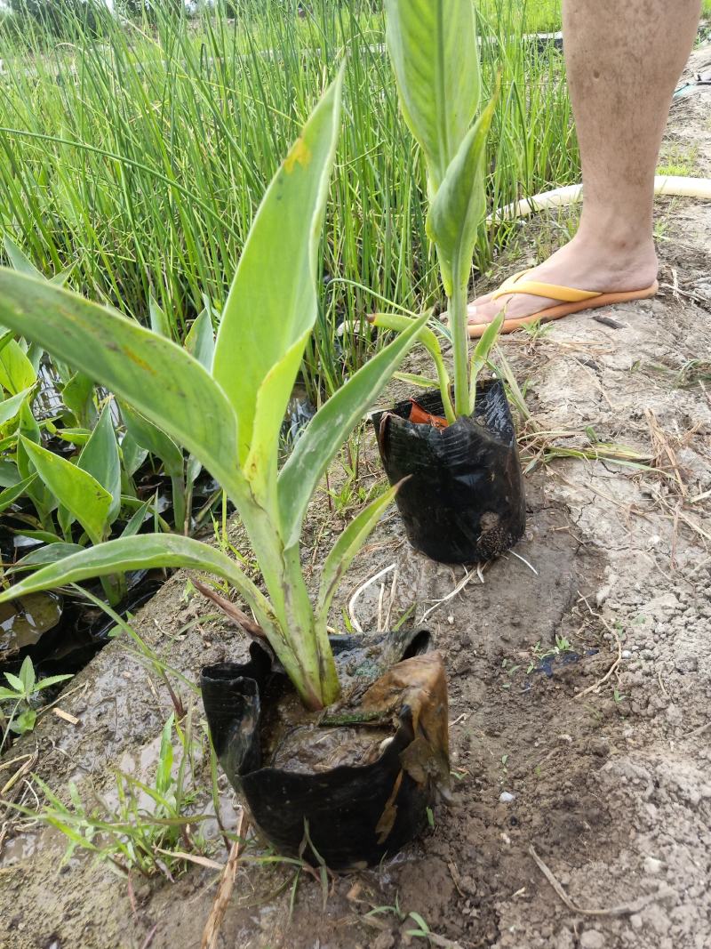 品质美人蕉种苗，园林绿化，水生植物，盆栽美人蕉，基地直供