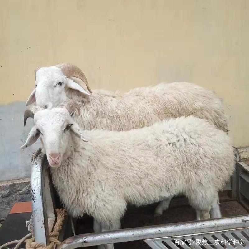 小尾寒羊基地养殖支持视频看货全国发货