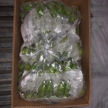 青香蕉