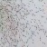 虾苗南美白对虾苗进口一代苗快大可淡化