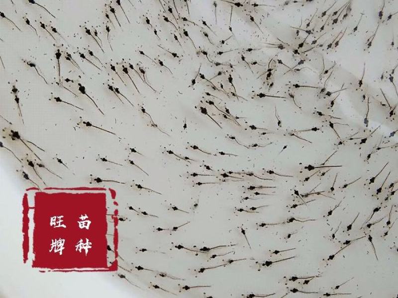 虾苗南美白对虾苗进口一代苗快大可淡化